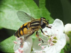 Helophilus pendulus (Linnaeus, 1758) 15052012 FD 28.jpg