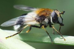 Leucozona lucorum (Linnaeus, 1758) 18052012 FD 28.jpg