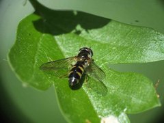 Meligramma sp 15052012 FD 28.jpg