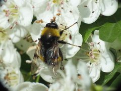 Pocota personata (Harris, 1780) 18052012 FD 28.jpg