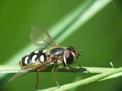 Scaeva selenitica (Meigen, 1822) 15052012 FD 28.jpg