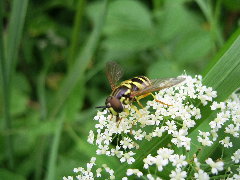 Chrysotoxum verralli Collin, 1940_1.JPG