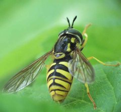 Chrysotoxum cautum (Harris, 1776) 29052012 FD 28.jpg