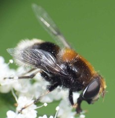 Eristalis intricaria (Linnaeus, 1758) 14062012 FD 29.jpg