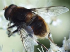 Eristalis intricaria_1 (Linnaeus, 1758) 14062012 FD 29.jpg