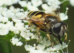 Eristalis lineata (Harris, 1776) 20062012 FD 29.jpg