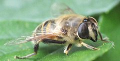 Eristalis tenax (Harris, 1776) 12062012 FD 28.jpg