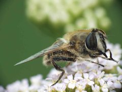 Eristalis tenax (Linnaeus, 1758) 12072012 FD 28.jpg