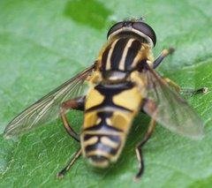 Helophilus pendulus (Linnaeus, 1758) 11062012 FD 28.jpg