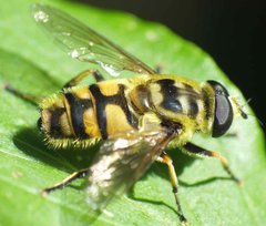 Myathropa florea (Linnaeus, 1758) 24052012 FD 29.jpg