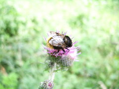 Volucella bombylans (Linnaeus 1758).JPG (1.72 MiB) Obejrzany 5760 razy Volucella bombylans (Linnaeus 1758).JPG