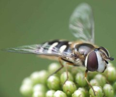 Scaeva pyrastri (Linnaeus, 1758) 12072012 FD 29.jpg