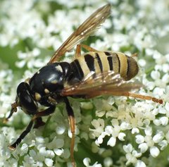 Temnostoma apiforme (Fabricius, 1794) 28062012 FD 29.jpg