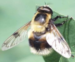 Volucella bombylans (Linnaeus, 1758) 12062012 FD 29.jpg