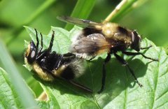 Volucella bombylans (Linnaeus, 1758) 14062012 FD 29.jpg