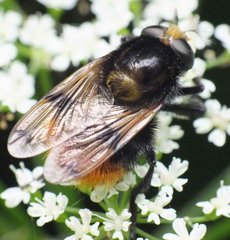 Volucella bombylans_ 1 (Linnaeus, 1758) 14062012 FD 29.jpg