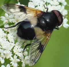 Volucella pellucens (Linnaeus, 1758) 14062012 FD 29.jpg