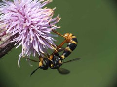 Conops quadrifasciatus FD 28 01072012.jpg