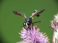 Physocephala rufipes 27072012 FD 28.jpg