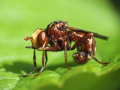 Sicus ferrugineus 28062012 FD 18.jpg