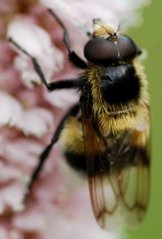 Volucella_bombylans_DSC_3692.jpg