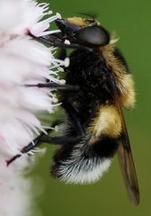 Volucella_bombylans_DSC_3697.jpg