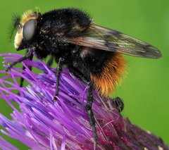 Volucella_bombylans_DSC_9246.jpg