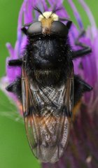 Volucella_bombylans_DSC_9258.jpg