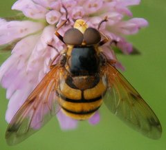 Volucella_inanis_DSC_6796.jpg