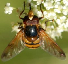 Volucella_inanis_DSC_7329.jpg