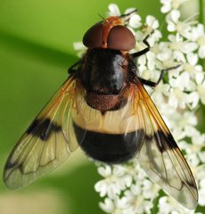 Volucella_pellucens_DSC_2561.jpg