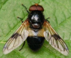 Volucella_pellucens_DSC_2740.jpg