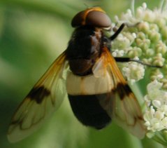 Volucella_pellucens_DSC_7985.jpg