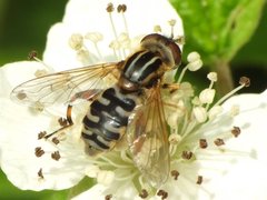 DSCF1747.jpg (69.14 KiB) Obejrzany 14986 razy DSCF1747.jpg