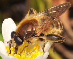 Syrphidae_Brachypalpus_valgus.jpg