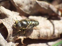 eristalinus aeneus.jpg