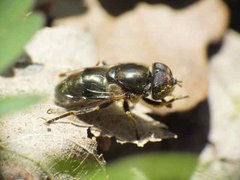 eristalinus aeneus1.jpg