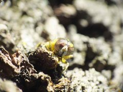 eristalinus aeneus2.jpg