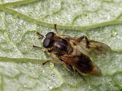 Chalcosyrphus eunotus.jpg