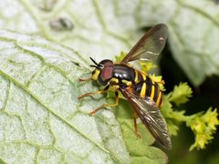 Chrysotoxum intermedium.jpg