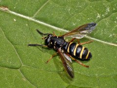 Temnostoma bombylans.jpg