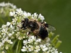 Eristalis alpina.jpg