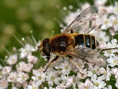 Eristalis jugorum.jpg