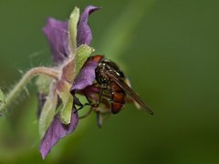 Rhingia borealis.jpg