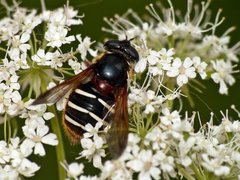 Sericomyia lappona.jpg