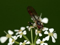 Sphegina sibirica.jpg