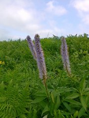 20130705562.jpg