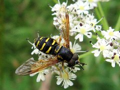 IMG_1469.JPG (1023.44 KiB) Obejrzany 9658 razy IMG_1469.JPG