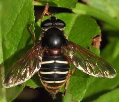 Sericomyia_lappona_8913_Pawski_Lug_WT19.jpg