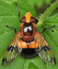 Volucella_inflata_0259_Grabin.jpg